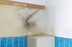 Как убрать плесень в ванной и кухне